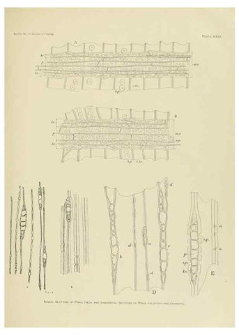 Reproducción/Reproduction 48716297063: The timber pines of the southern United States,. Washington,Govt. Print. Off.,1896.. 