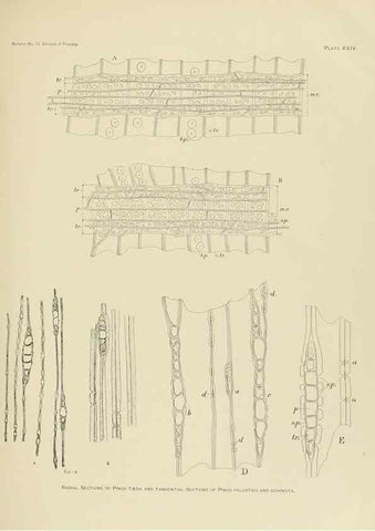 Reproducción/Reproduction 48716297063: The timber pines of the southern United States,. Washington,Govt. Print. Off.,1896.. 