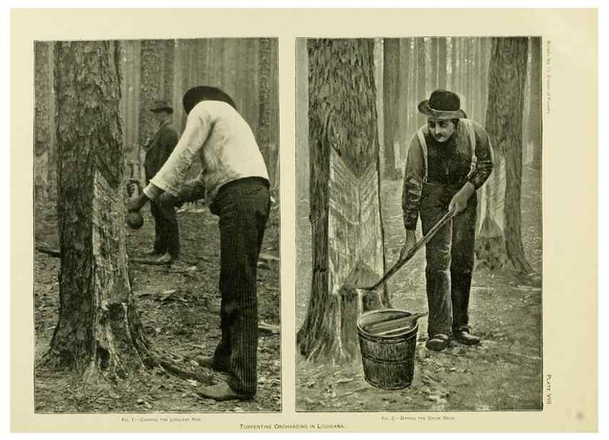 Reproducción/Reproduction 48716291698: The timber pines of the southern United States,. Washington,Govt. Print. Off.,1896.. 
