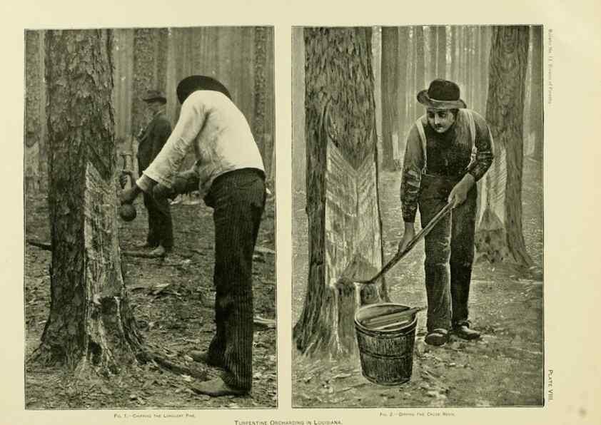 Reproducción/Reproduction 48716291698: The timber pines of the southern United States,. Washington,Govt. Print. Off.,1896.. 