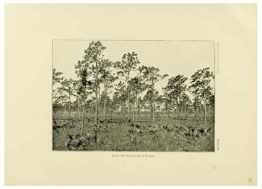 Reproducción/Reproduction 48716623066: The timber pines of the southern United States,. Washington,Govt. Print. Off.,1896.. 