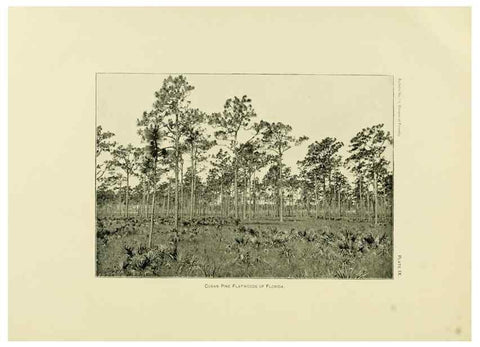 Reproducción/Reproduction 48716623066: The timber pines of the southern United States,. Washington,Govt. Print. Off.,1896.. 