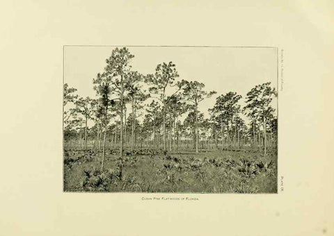 Reproducción/Reproduction 48716623066: The timber pines of the southern United States,. Washington,Govt. Print. Off.,1896.. 