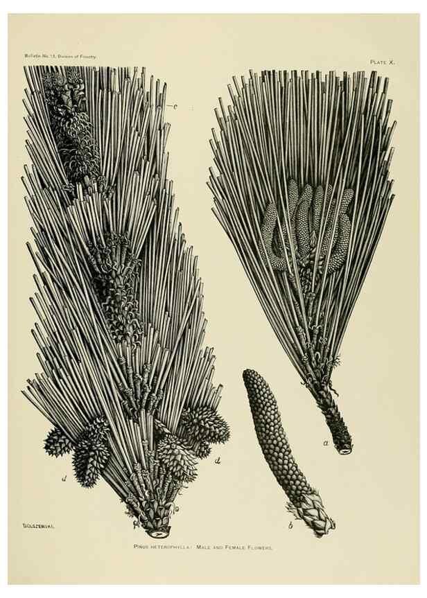 Reproducción/Reproduction 48716795567: The timber pines of the southern United States,. Washington,Govt. Print. Off.,1896.. 