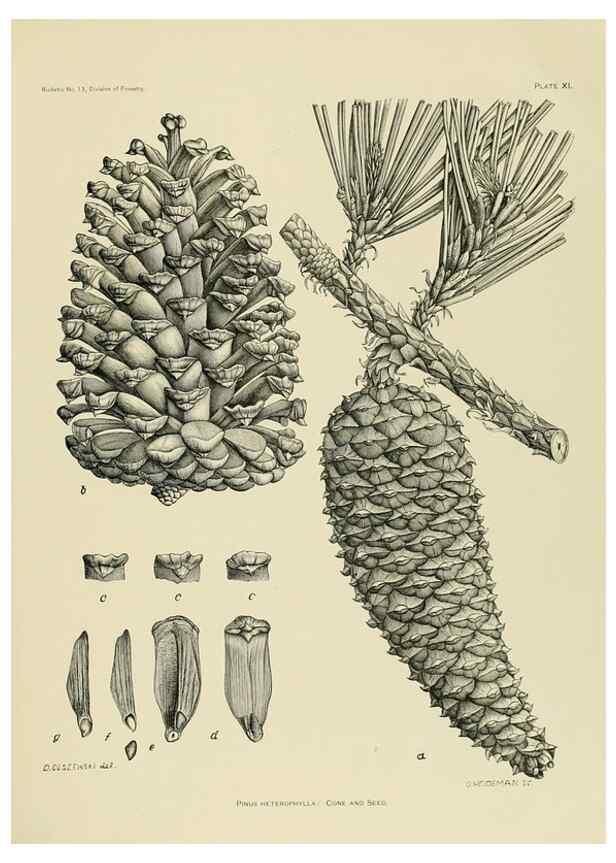 Reproducción/Reproduction 48716623611: The timber pines of the southern United States,. Washington,Govt. Print. Off.,1896.. 