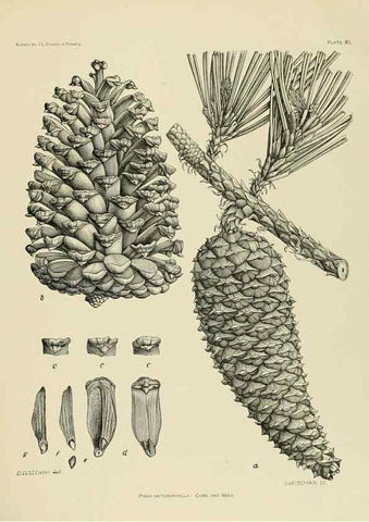 Reproducción/Reproduction 48716623611: The timber pines of the southern United States,. Washington,Govt. Print. Off.,1896.. 