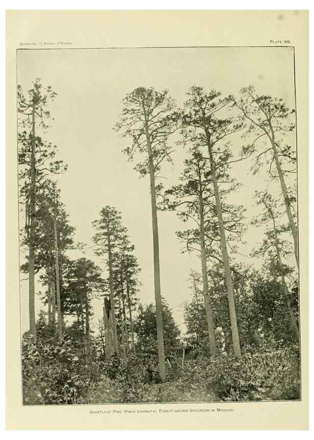 Reproducción/Reproduction 48716623901: The timber pines of the southern United States,. Washington,Govt. Print. Off.,1896.. 