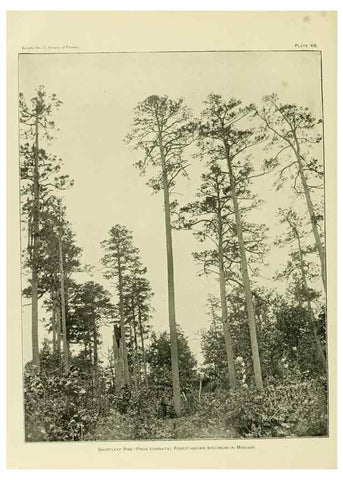 Reproducción/Reproduction 48716623901: The timber pines of the southern United States,. Washington,Govt. Print. Off.,1896.. 