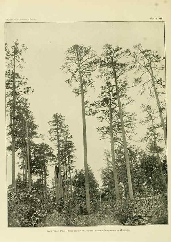 Reproducción/Reproduction 48716623901: The timber pines of the southern United States,. Washington,Govt. Print. Off.,1896.. 