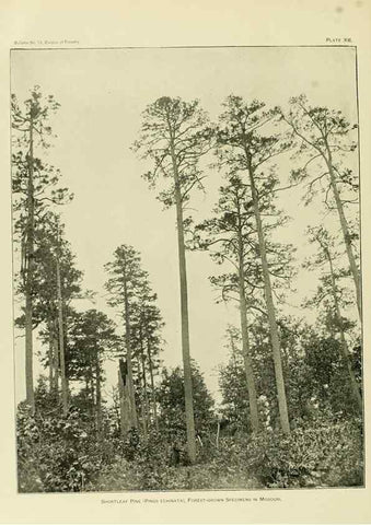 Reproducción/Reproduction 48716623901: The timber pines of the southern United States,. Washington,Govt. Print. Off.,1896.. 
