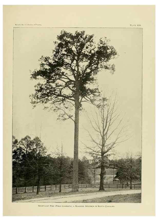 Reproducción/Reproduction 48716624211: The timber pines of the southern United States,. Washington,Govt. Print. Off.,1896.. 