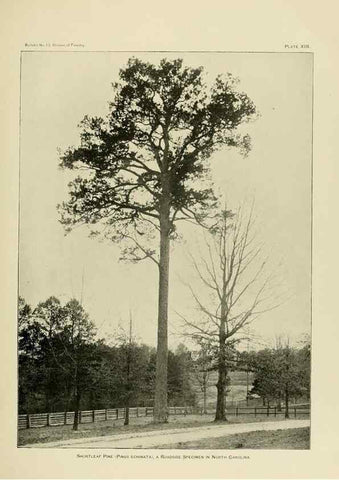 Reproducción/Reproduction 48716624211: The timber pines of the southern United States,. Washington,Govt. Print. Off.,1896.. 