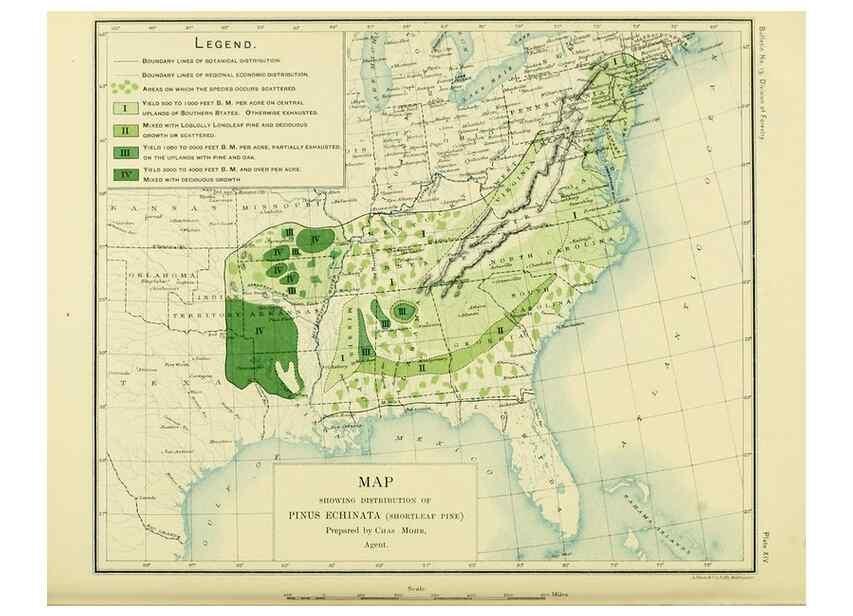 Reproducción/Reproduction 48716293413: The timber pines of the southern United States,. Washington,Govt. Print. Off.,1896.. 