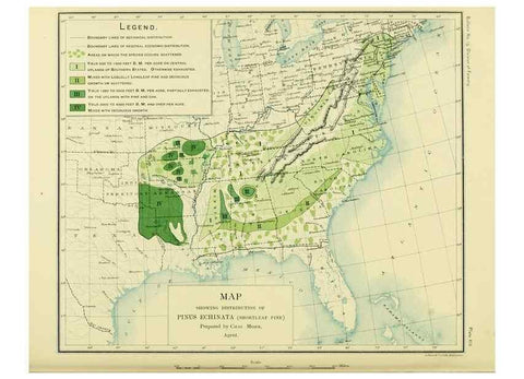 Reproducción/Reproduction 48716293413: The timber pines of the southern United States,. Washington,Govt. Print. Off.,1896.. 