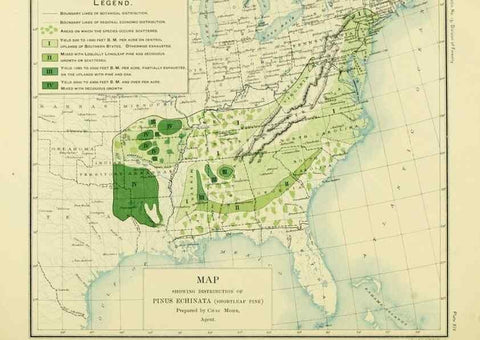 Reproducción/Reproduction 48716293413: The timber pines of the southern United States,. Washington,Govt. Print. Off.,1896.. 