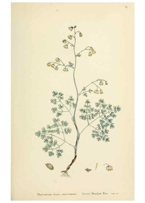 Reproducción/Reproduction 48717303862: English botany, or, Coloured figures of British plants /. London :R. Hardwicke,1863-1886.. 