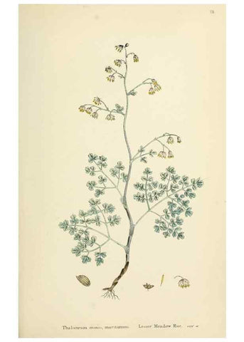 Reproducción/Reproduction 48717303862: English botany, or, Coloured figures of British plants /. London :R. Hardwicke,1863-1886.. 
