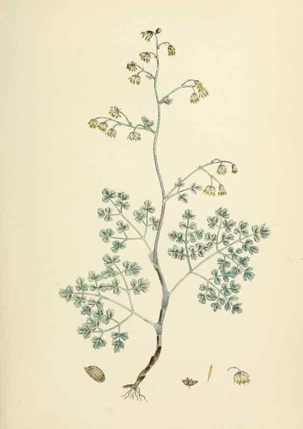 Reproducción/Reproduction 48717303862: English botany, or, Coloured figures of British plants /. London :R. Hardwicke,1863-1886.. 
