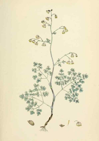 Reproducción/Reproduction 48717303862: English botany, or, Coloured figures of British plants /. London :R. Hardwicke,1863-1886.. 