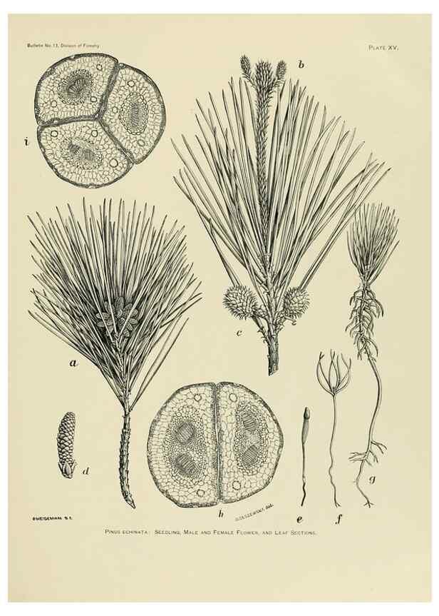 Reproducción/Reproduction 48716624851: The timber pines of the southern United States,. Washington,Govt. Print. Off.,1896.. 