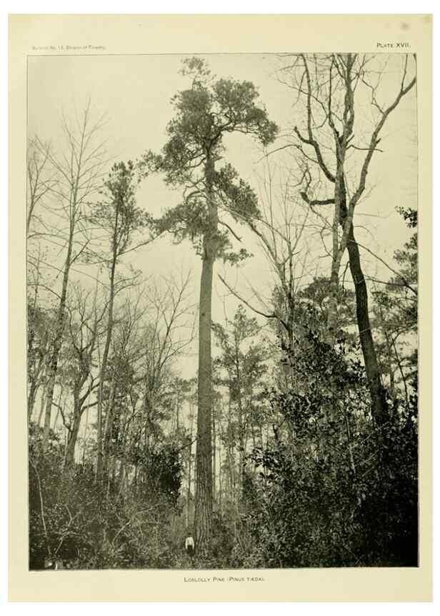 Reproducción/Reproduction 48716625816: The timber pines of the southern United States,. Washington,Govt. Print. Off.,1896.. 