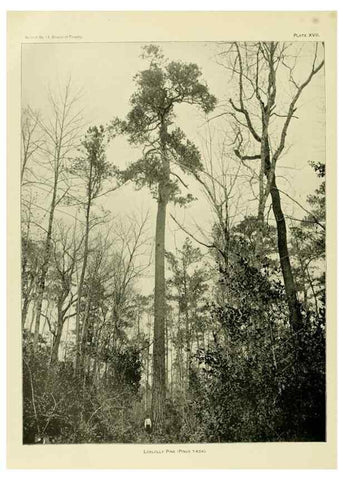 Reproducción/Reproduction 48716625816: The timber pines of the southern United States,. Washington,Govt. Print. Off.,1896.. 