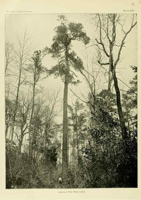 Reproducción/Reproduction 48716625816: The timber pines of the southern United States,. Washington,Govt. Print. Off.,1896.. 