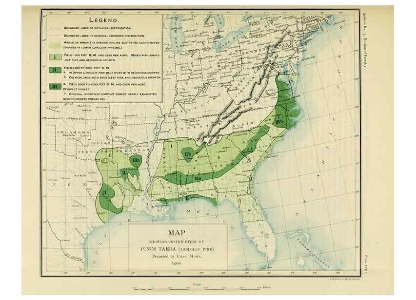 Reproducción/Reproduction 48716798317: The timber pines of the southern United States,. Washington,Govt. Print. Off.,1896.. 