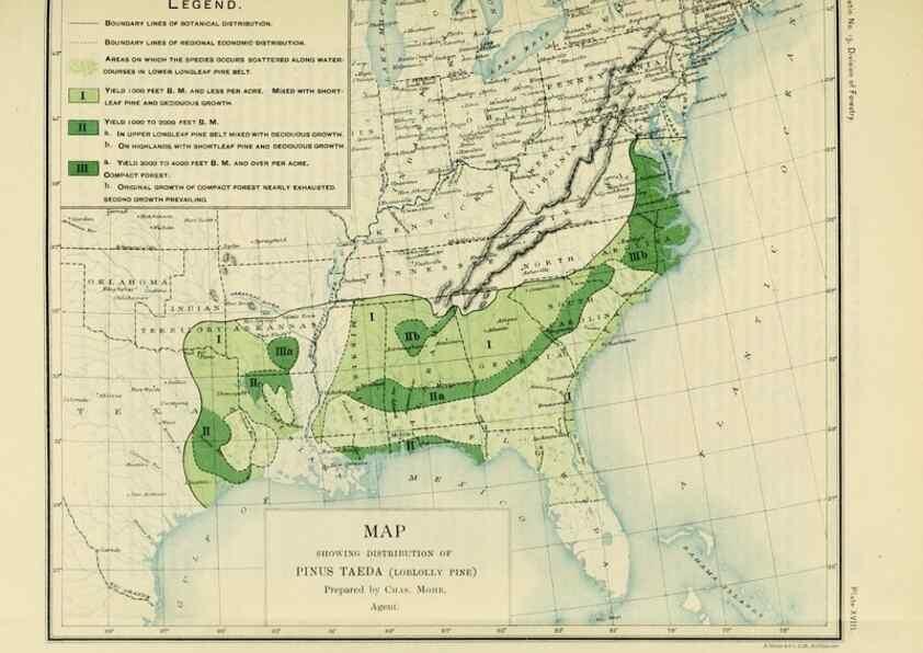 Reproducción/Reproduction 48716798317: The timber pines of the southern United States,. Washington,Govt. Print. Off.,1896.. 