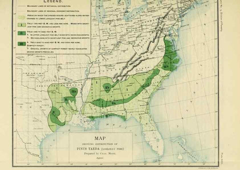 Reproducción/Reproduction 48716798317: The timber pines of the southern United States,. Washington,Govt. Print. Off.,1896.. 