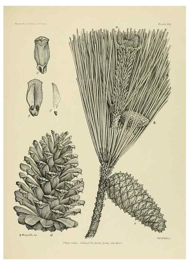 Reproducción/Reproduction 48716295713: The timber pines of the southern United States,. Washington,Govt. Print. Off.,1896.. 
