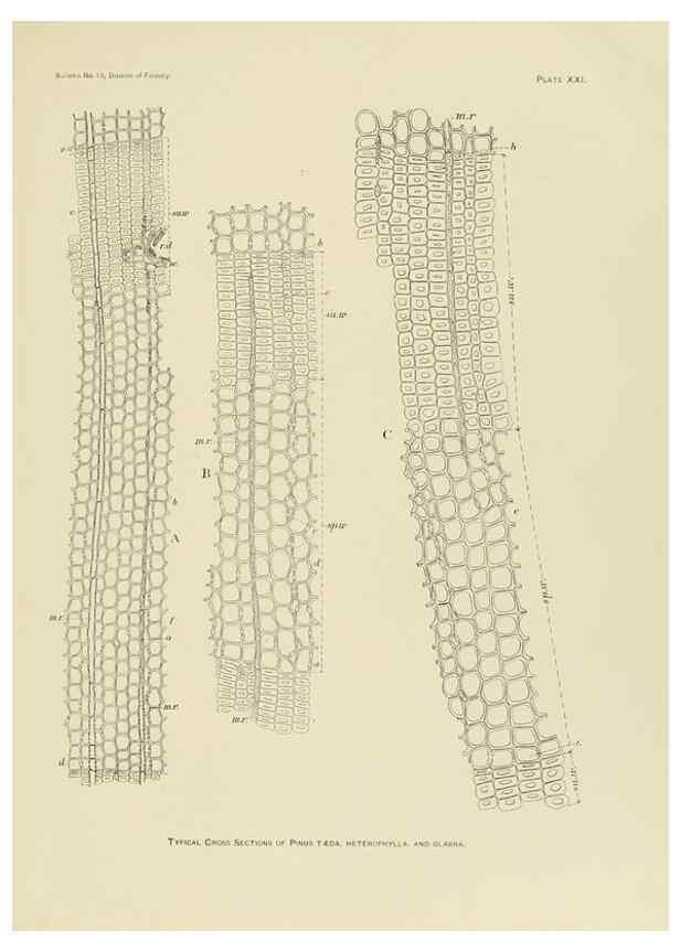 Reproducción/Reproduction 48716627086: The timber pines of the southern United States,. Washington,Govt. Print. Off.,1896.. 