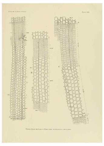 Reproducción/Reproduction 48716627086: The timber pines of the southern United States,. Washington,Govt. Print. Off.,1896.. 