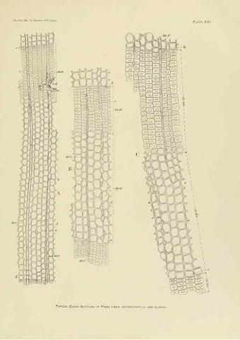 Reproducción/Reproduction 48716627086: The timber pines of the southern United States,. Washington,Govt. Print. Off.,1896.. 