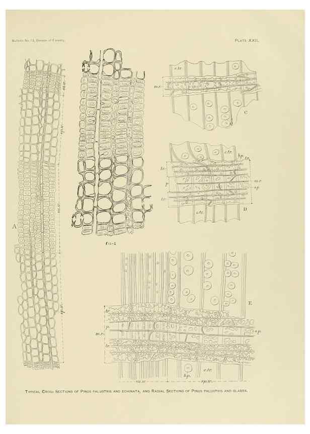 Reproducción/Reproduction 48716799557: The timber pines of the southern United States,. Washington,Govt. Print. Off.,1896.. 