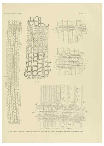 Reproducción/Reproduction 48716799557: The timber pines of the southern United States,. Washington,Govt. Print. Off.,1896.. 