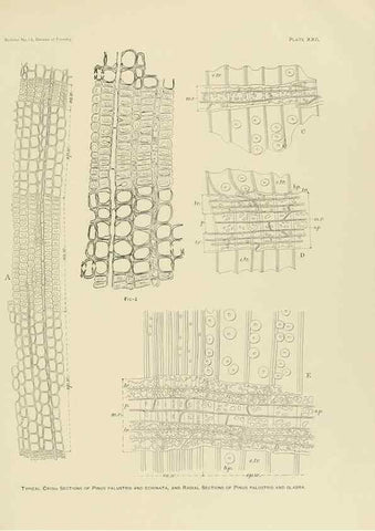 Reproducción/Reproduction 48716799557: The timber pines of the southern United States,. Washington,Govt. Print. Off.,1896.. 