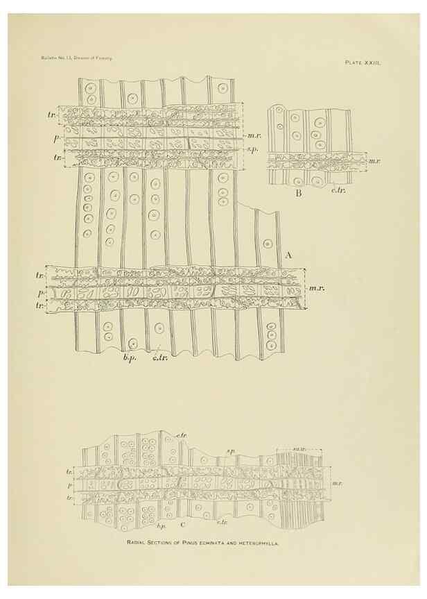 Reproducción/Reproduction 48716627741: The timber pines of the southern United States,. Washington,Govt. Print. Off.,1896.. 