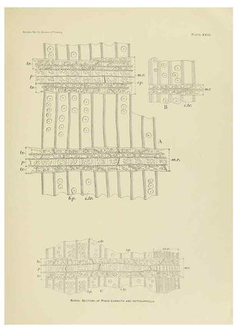 Reproducción/Reproduction 48716627741: The timber pines of the southern United States,. Washington,Govt. Print. Off.,1896.. 