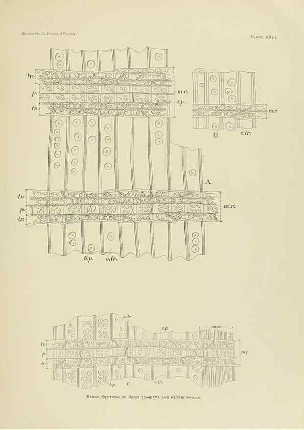 Reproducción/Reproduction 48716627741: The timber pines of the southern United States,. Washington,Govt. Print. Off.,1896.. 