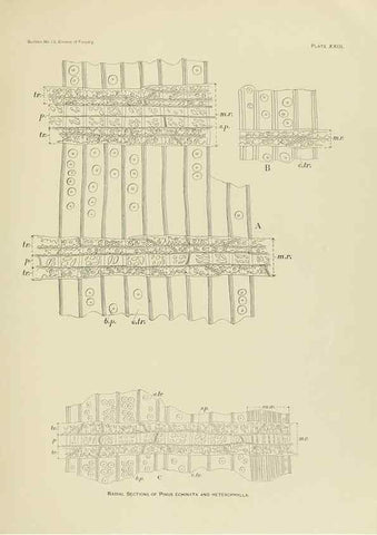 Reproducción/Reproduction 48716627741: The timber pines of the southern United States,. Washington,Govt. Print. Off.,1896.. 