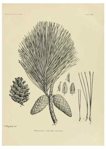Reproducción/Reproduction 48716294173: The timber pines of the southern United States,. Washington,Govt. Print. Off.,1896.. 