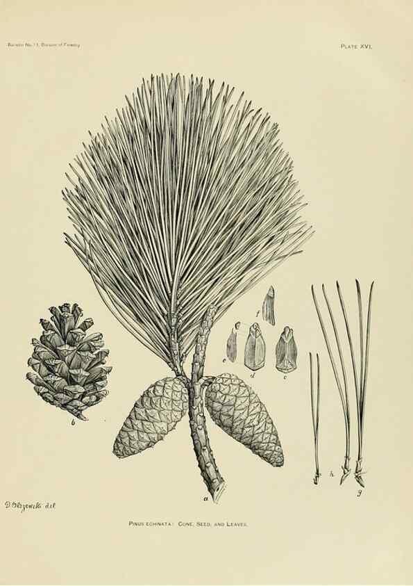 Reproducción/Reproduction 48716294173: The timber pines of the southern United States,. Washington,Govt. Print. Off.,1896.. 