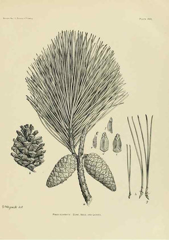Reproducción/Reproduction 48716294173: The timber pines of the southern United States,. Washington,Govt. Print. Off.,1896.. 