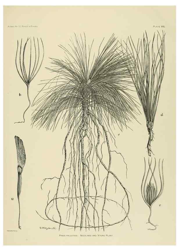 Reproducción/Reproduction 48716794692: The timber pines of the southern United States,. Washington,Govt. Print. Off.,1896.. 
