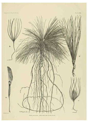 Reproducción/Reproduction 48716794692: The timber pines of the southern United States,. Washington,Govt. Print. Off.,1896.. 