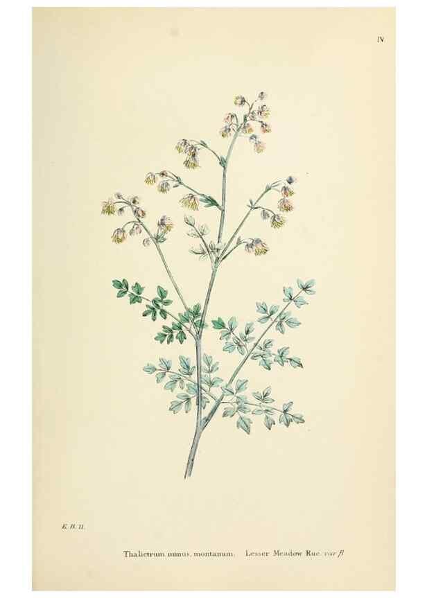 Reproducción/Reproduction 48716797748: English botany, or, Coloured figures of British plants /. London :R. Hardwicke,1863-1886.. 