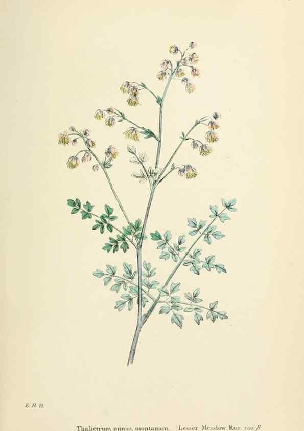 Reproducción/Reproduction 48716797748: English botany, or, Coloured figures of British plants /. London :R. Hardwicke,1863-1886.. 