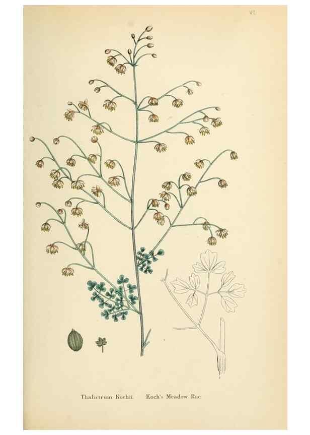 Reproducción/Reproduction 48716798498: English botany, or, Coloured figures of British plants /. London :R. Hardwicke,1863-1886.. 