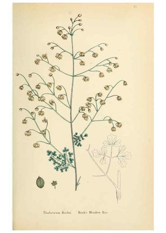 Reproducción/Reproduction 48716798498: English botany, or, Coloured figures of British plants /. London :R. Hardwicke,1863-1886.. 